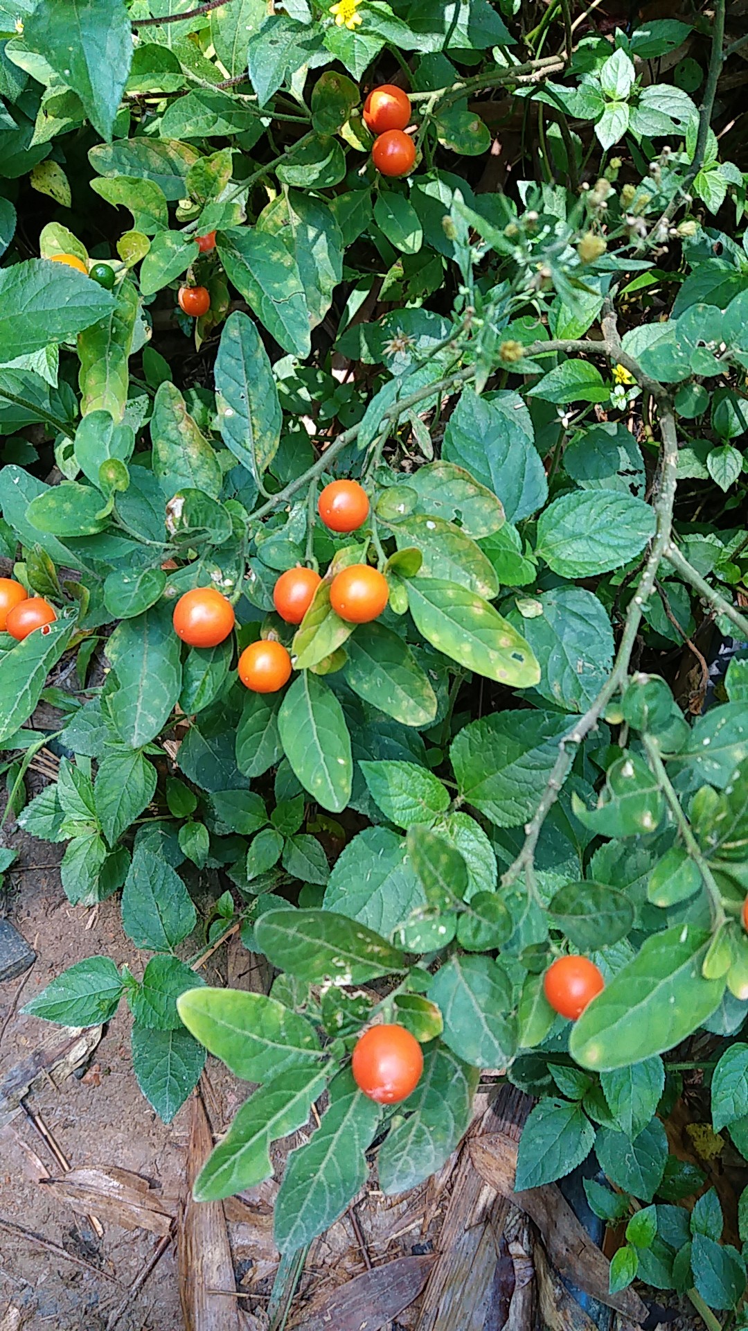 猿たまさんご確認用 猿たまさんご確認用 猿たまさんご確認用 タマサンゴ(玉珊瑚)【か