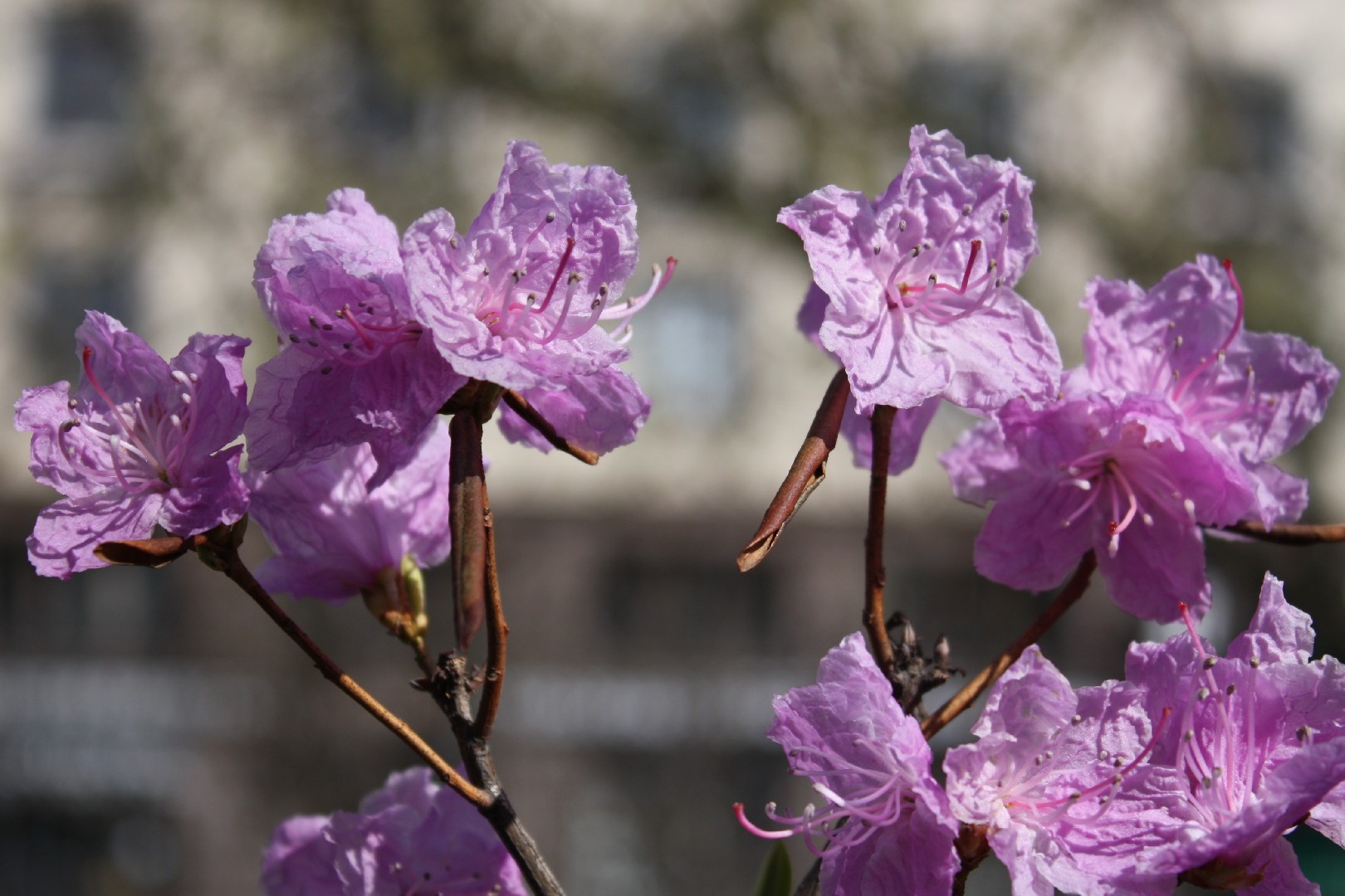 rhododendron bouturage Boursault Catawba Rhododendron main image 1