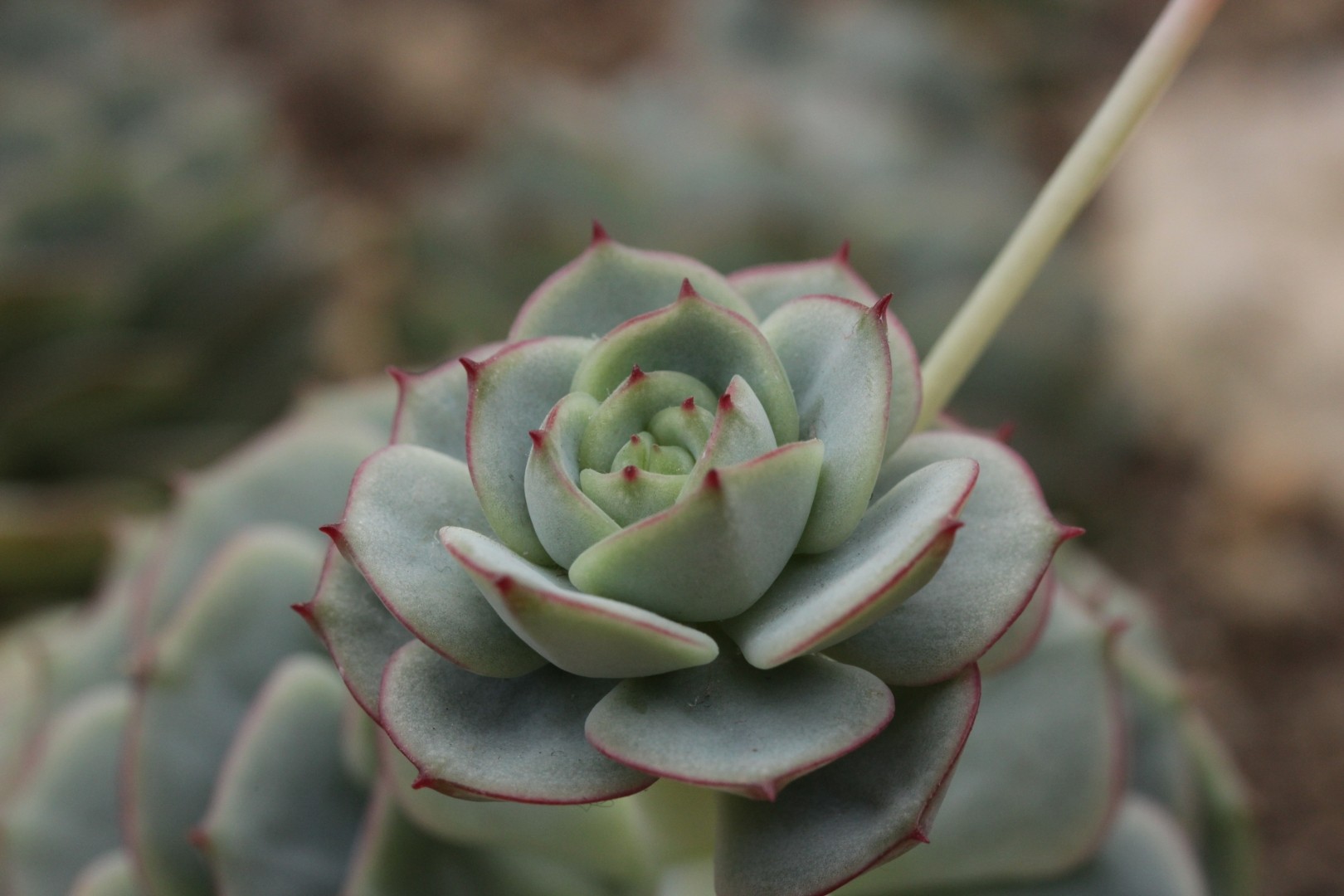 garden seeds sale 10 Essential Garden Seeds  Free with Shipping