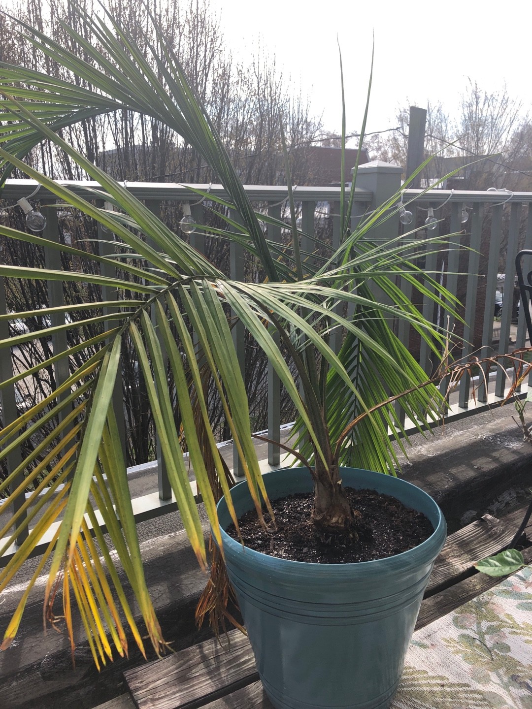 チリサケヤシ（智利酒椰子）の判定方法 (Jubaea chilensis)