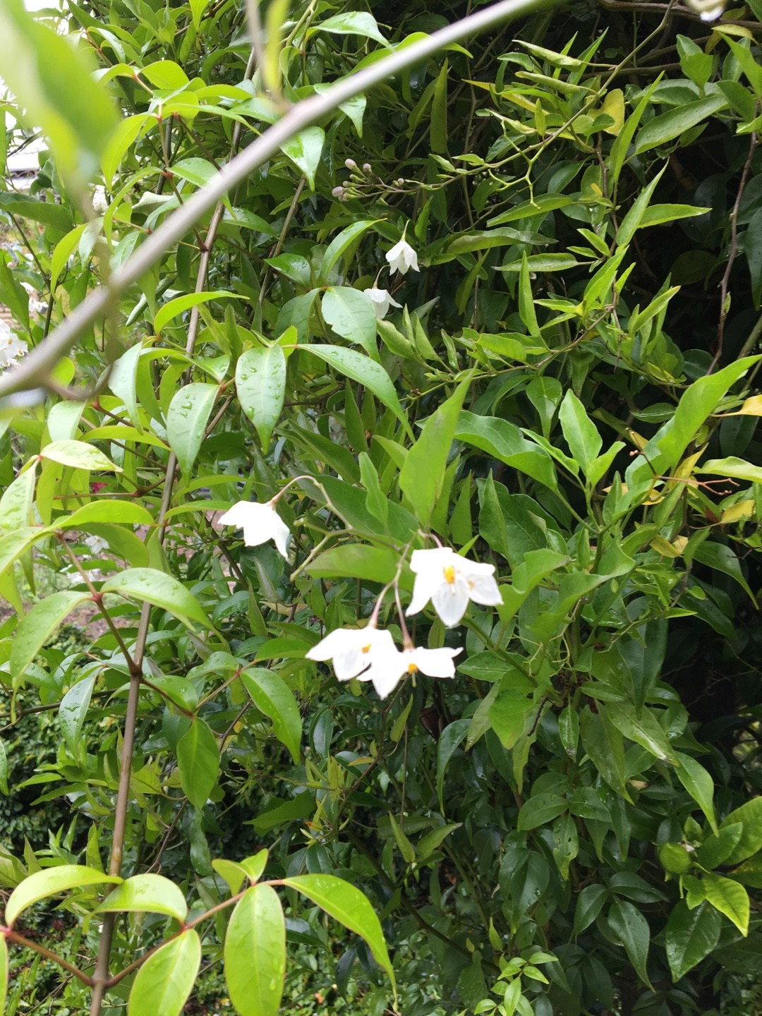 Cómo identificar Falso jazmín (Solanum laxum)