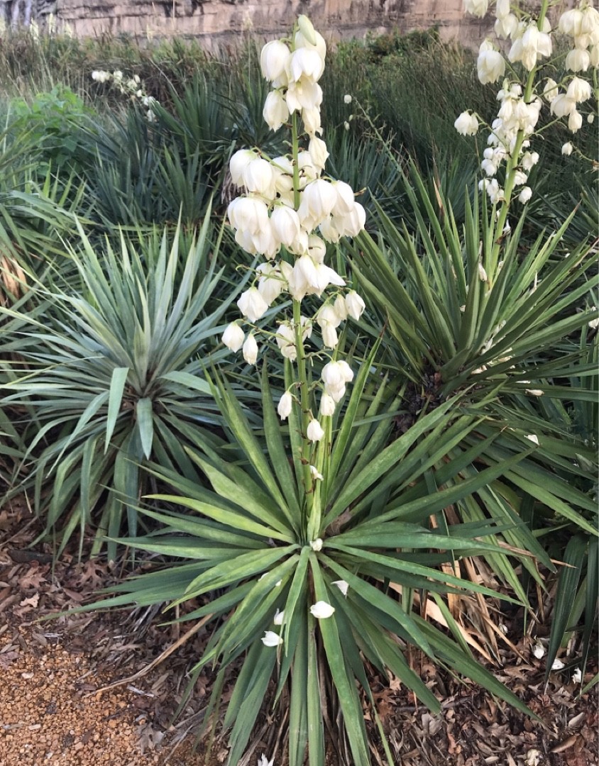 キミガヨラン（君が代蘭）の育て方・栽培方法