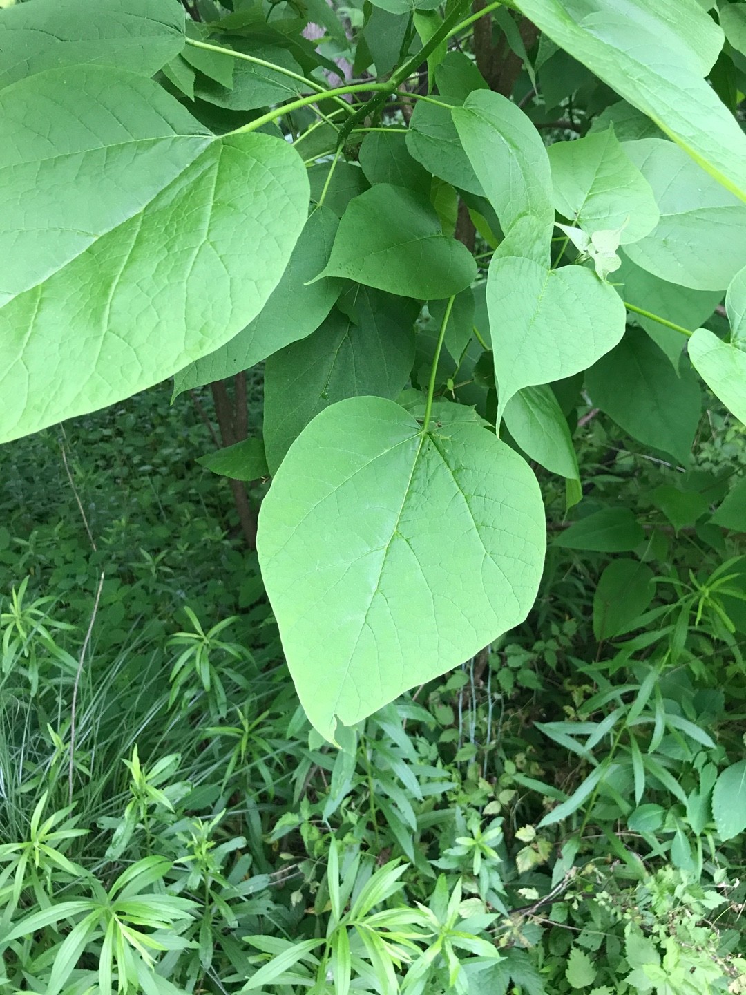How to Grow and Care for Cigartree