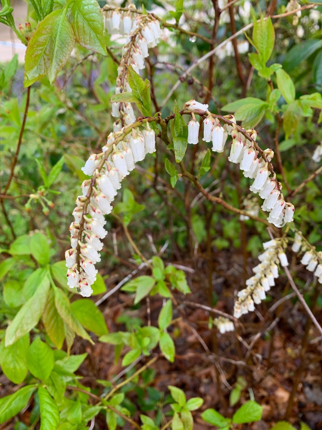 Eubotrys racemosa - PictureThis