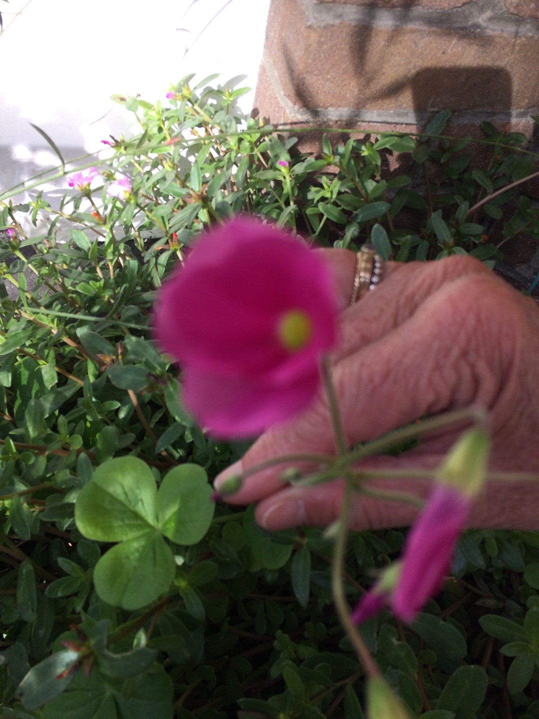 ハナカタバミ 花片喰 Oxalis Bowiei Picturethis