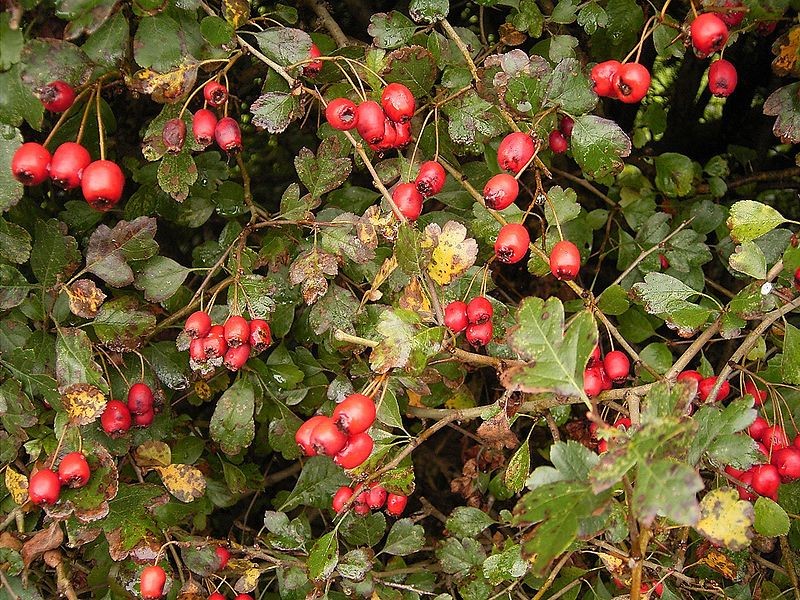 서양 산사나무 (Crataegus laevigata) - PictureThis Bild & Inspiration 서양 산사나무 (Crataegus laevigata) - PictureThis Motiv