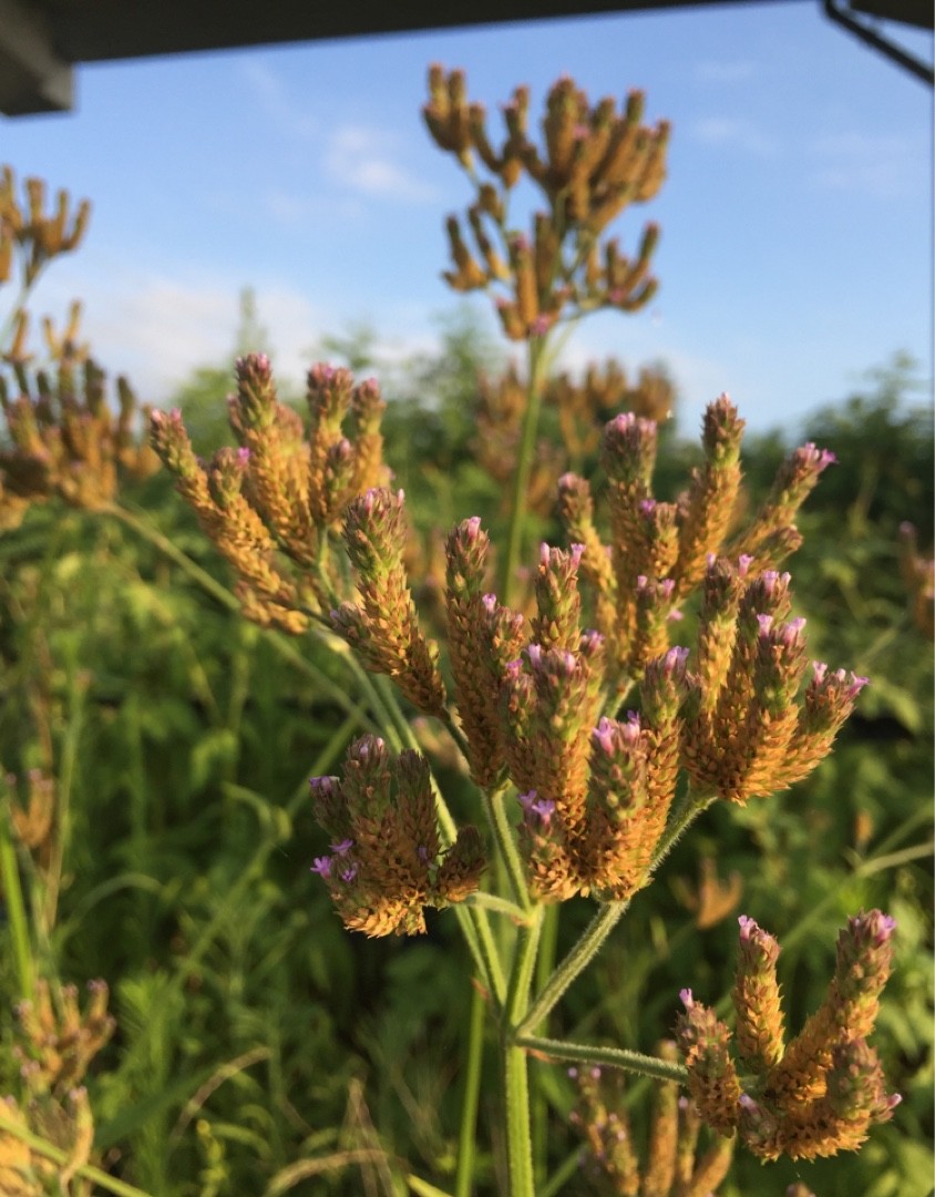狹葉馬鞭草 (Verbena brasiliensis) 照顧,種植,繁殖,開花時間 - PictureThis