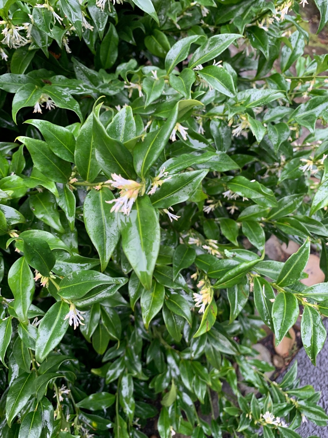 How to Grow and Care for Fragrant sweet box