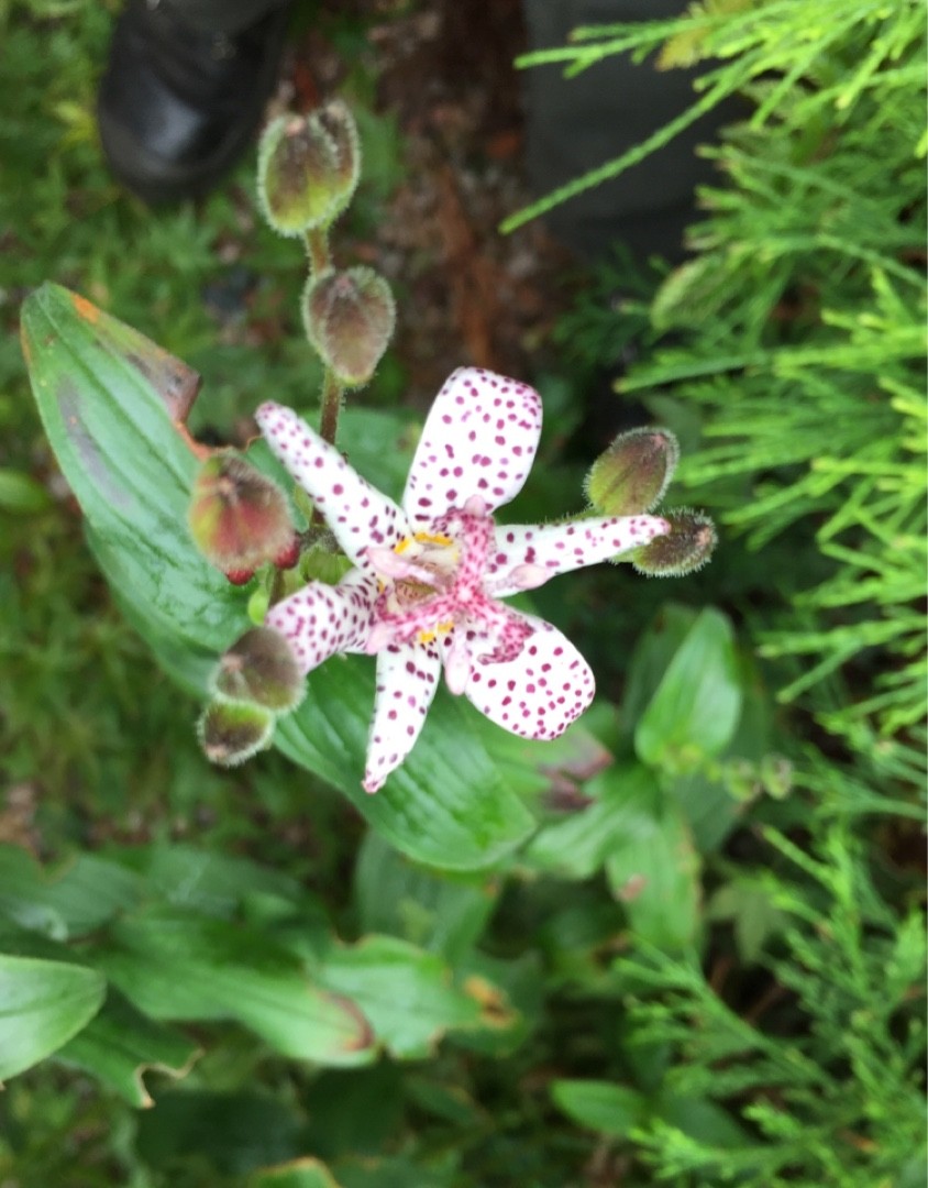 ヤマホトトギス 山杜鵑草 Tricyrtis Macropoda 花言葉 学名 よくある質問 Picturethis