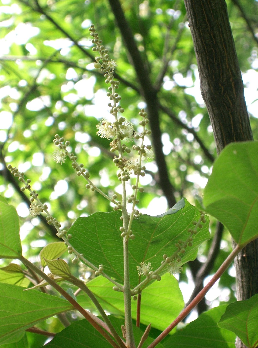 アカメガシワ (Mallotus japonicus) 花言葉,毒性,よくある質問 - PictureThis