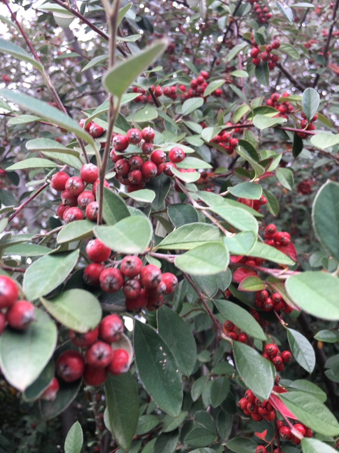 Cotoneaster Schädlinge – Teppichmispel, Kriechmispel, Cotoneaster ...