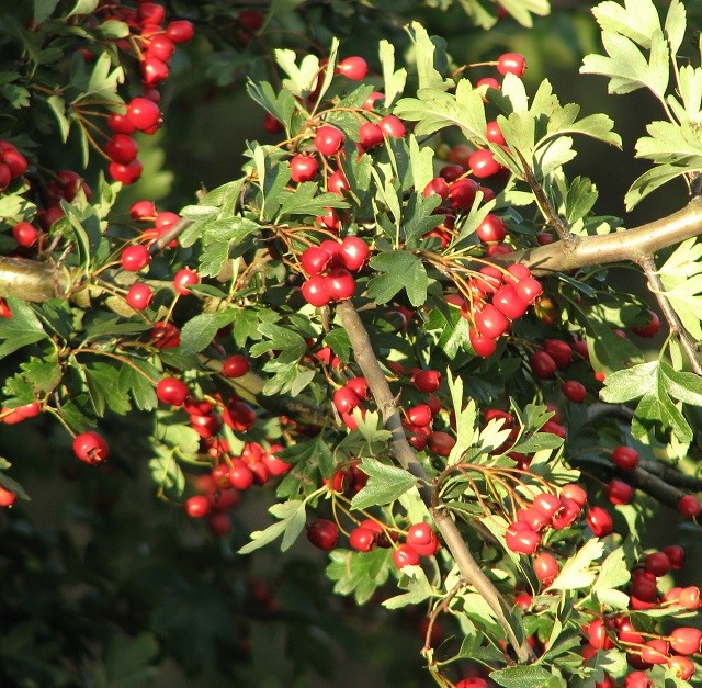 서양 산사나무 (Crataegus laevigata) - PictureThis Foto & Idee Foto zu 서양 산사나무 (Crataegus laevigata) - PictureThis
