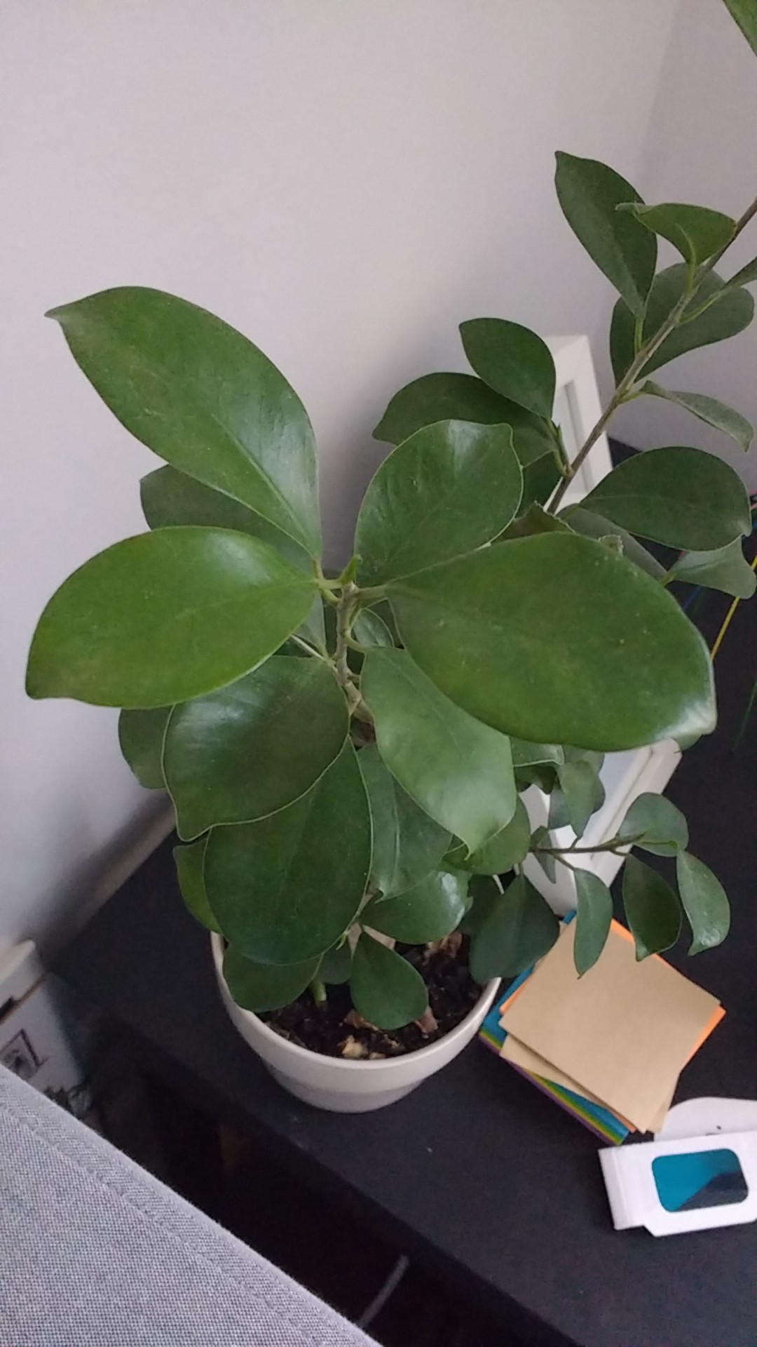 ガジュマル（榕樹）の判定方法 (Ficus microcarpa)