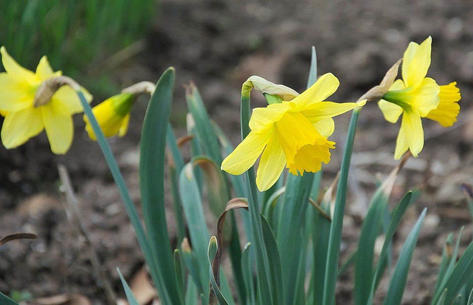 Нарцисс осенью. Narcissus pseudonarcissus. Нарцисс ложный. Дикие нарциссы в природе. Нарциссы после цветения.