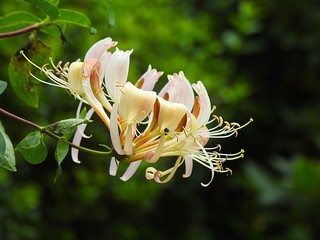 Wie man Gartengeiblatt anbaut und pflegt