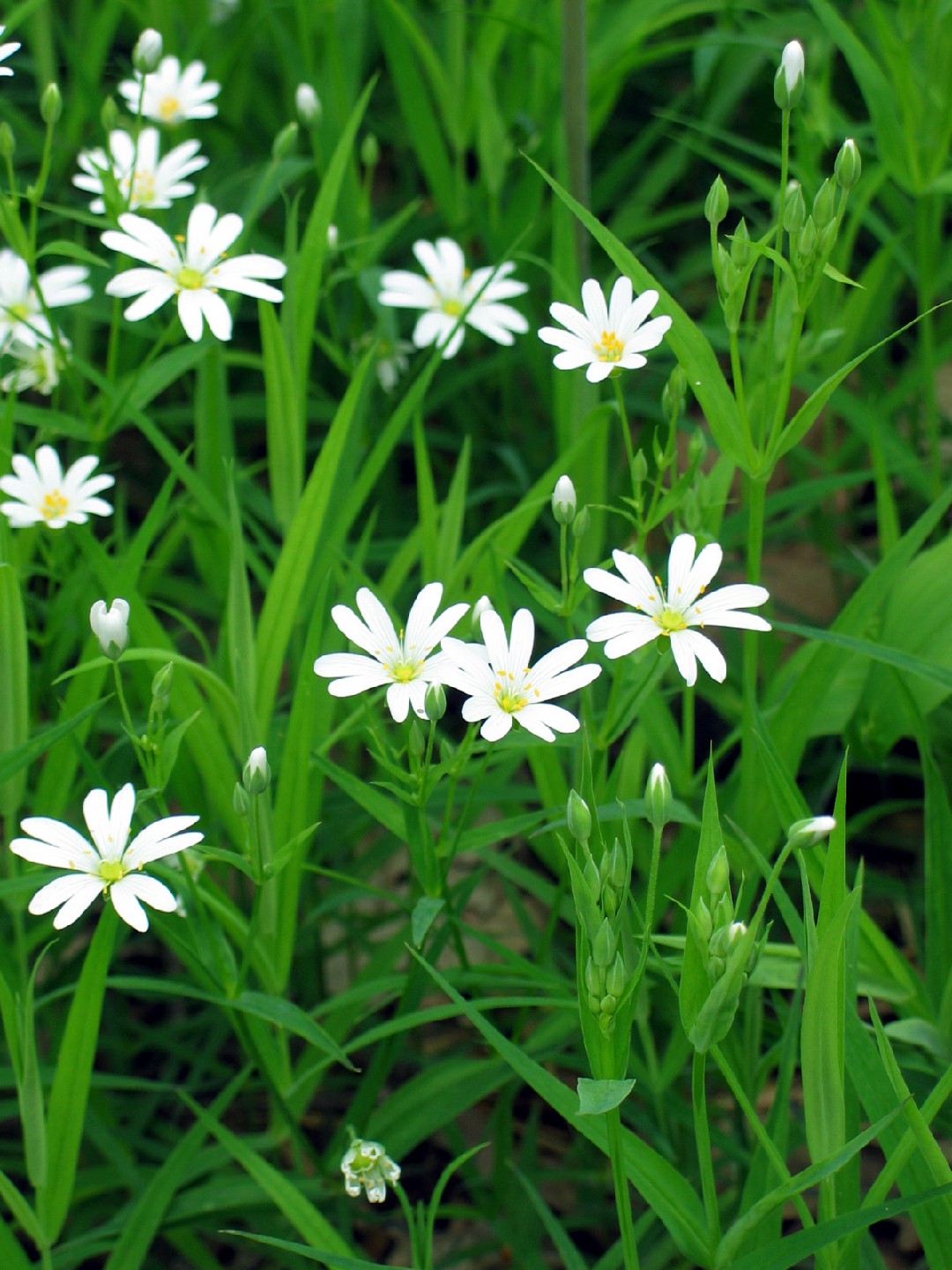 アワユキハコベ (Stellaria holostea) 花言葉,毒性,よくある質問 - PictureThis