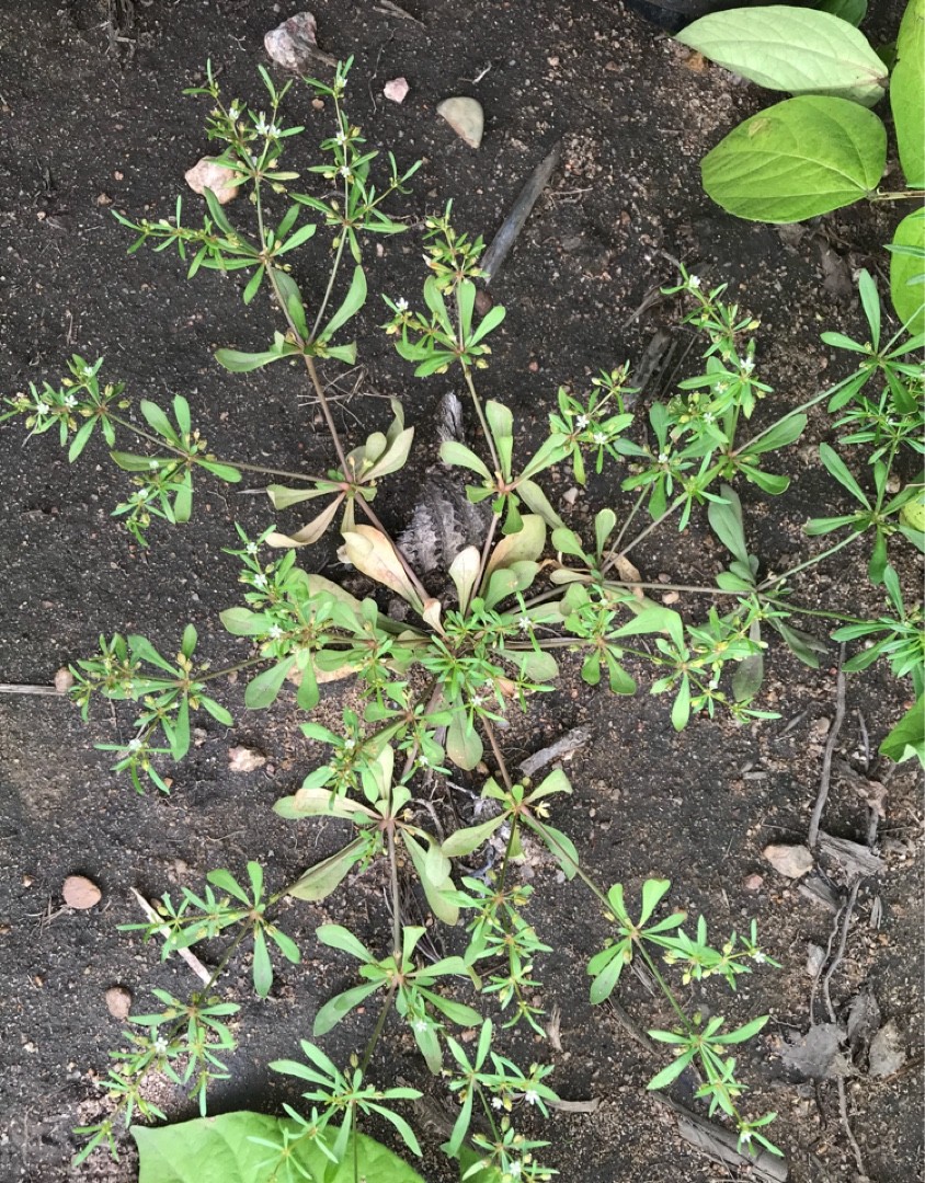 Green carpetweed (Mollugo verticillata) Flower, Leaf, Care, Uses PictureThis