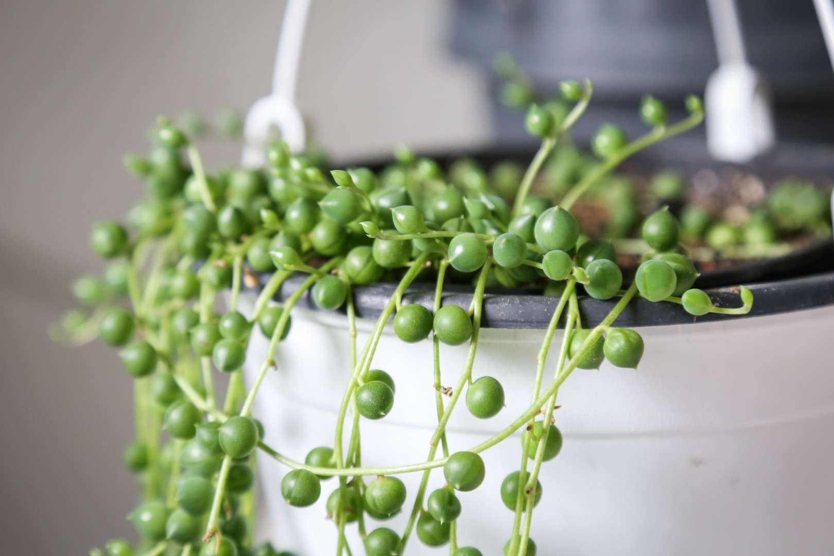 String Of Pearls Plant Care Guide - How To Grow Curio rowleyanus