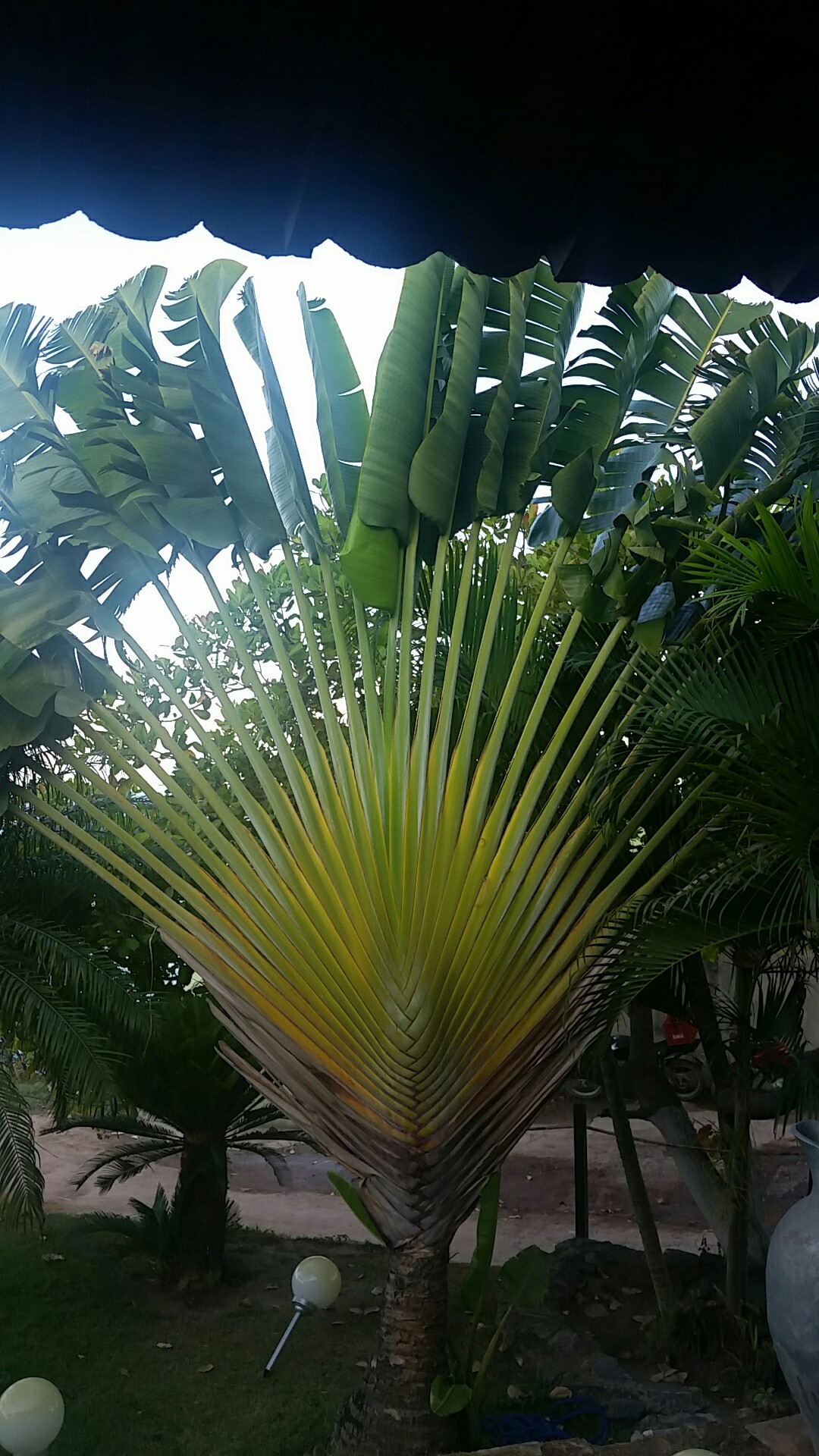 タビビトノキ（旅人の木）の判定方法 (Ravenala madagascariensis)