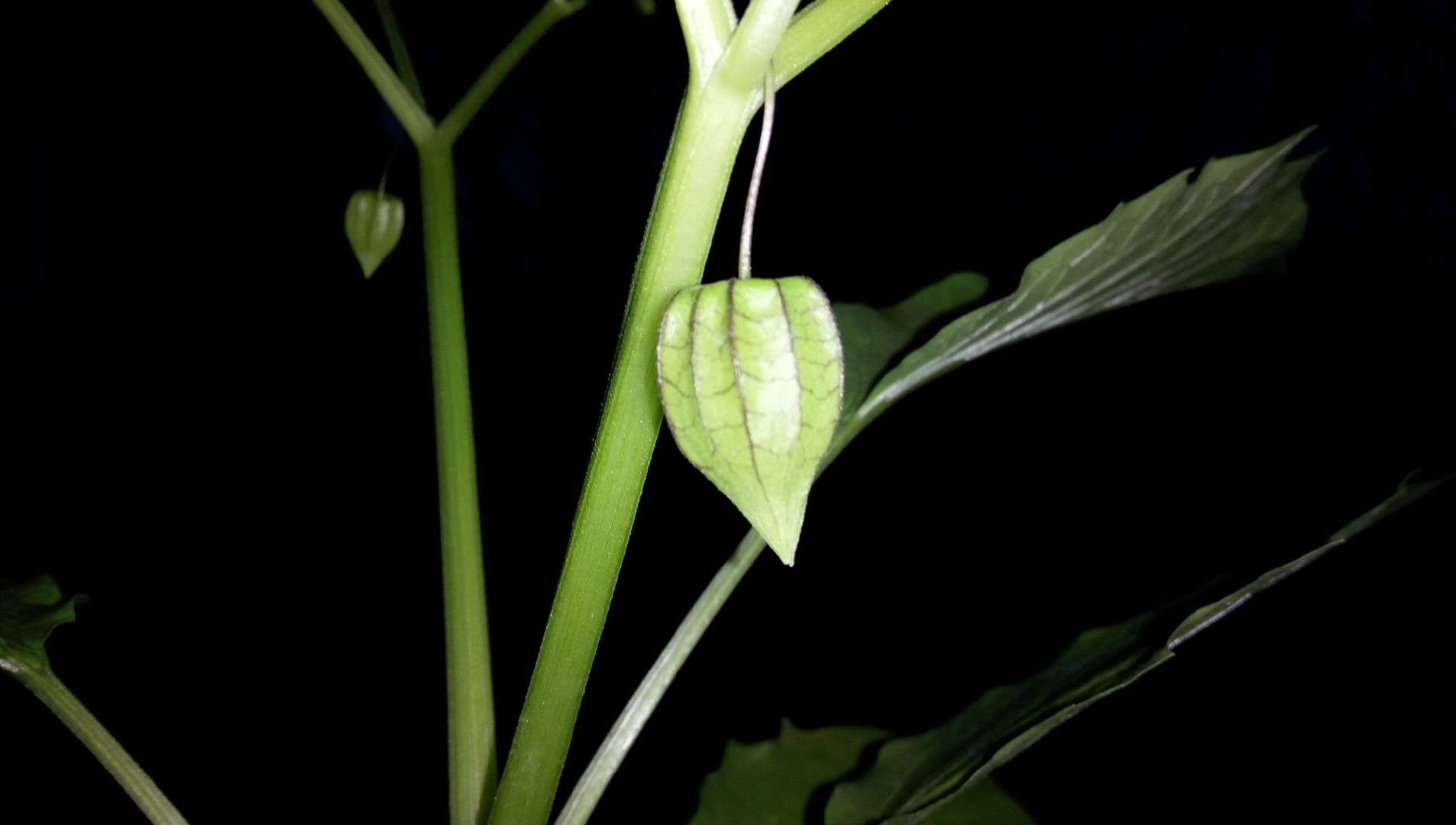 corn seeds to plant SWEET CORN Seeds, Silver King White