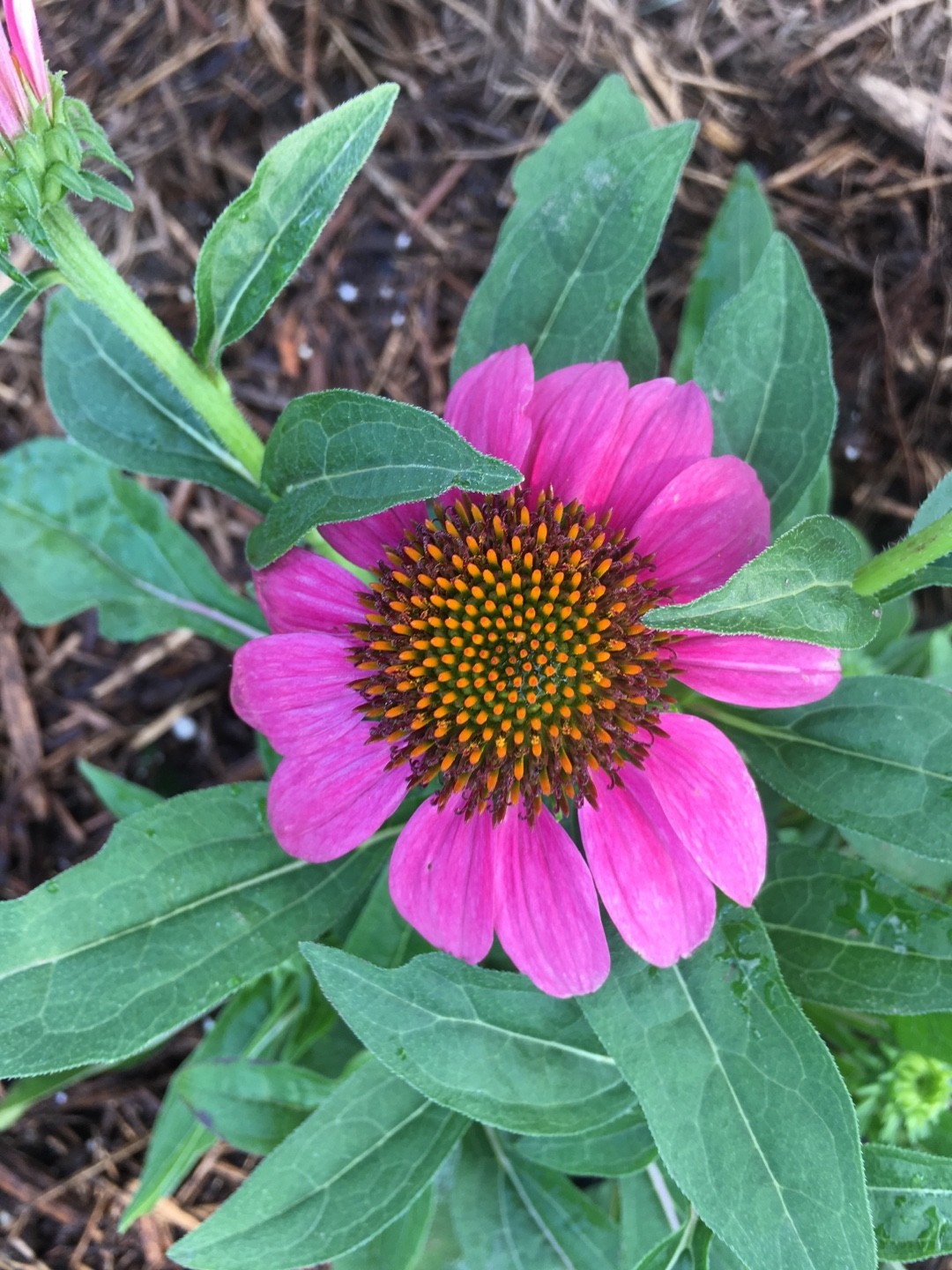 noix エキナセア確認用 152545599034490883.jpeg