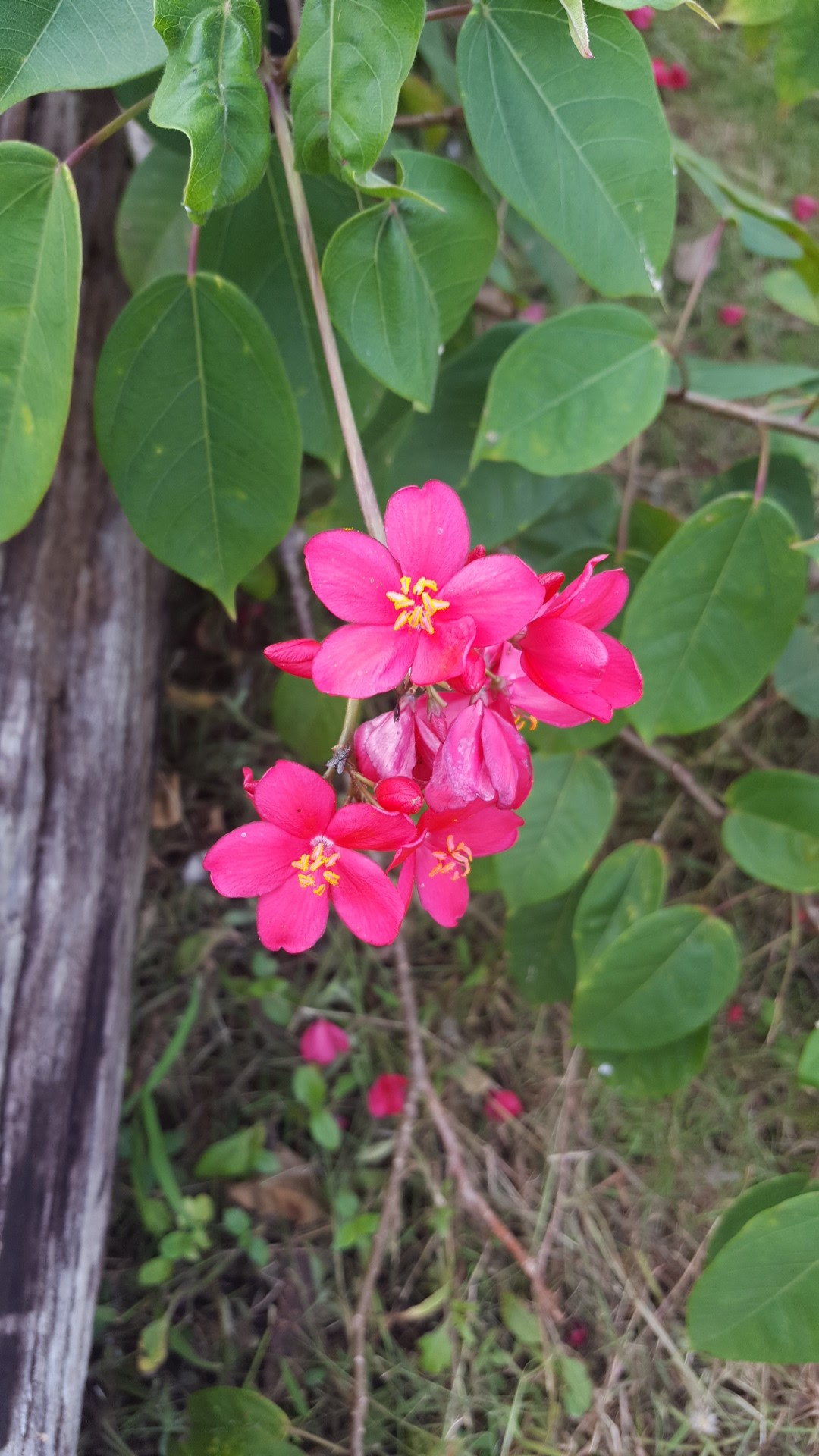 テイキンザクラ（提琴桜）の判定方法 (Jatropha integerrima)