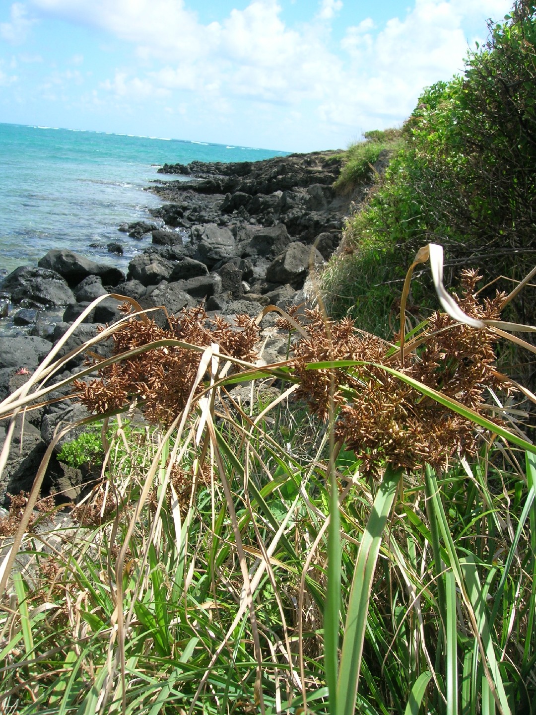 Cyperus javanicus - PictureThis