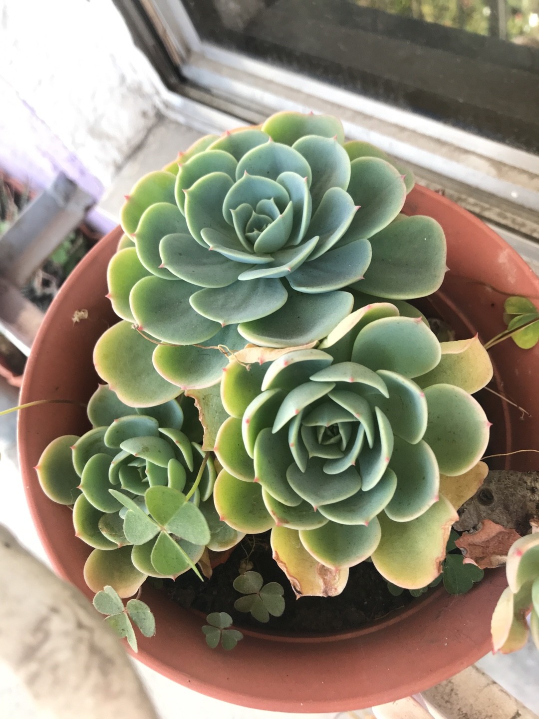 How to identify Echeveria (Echeveria)