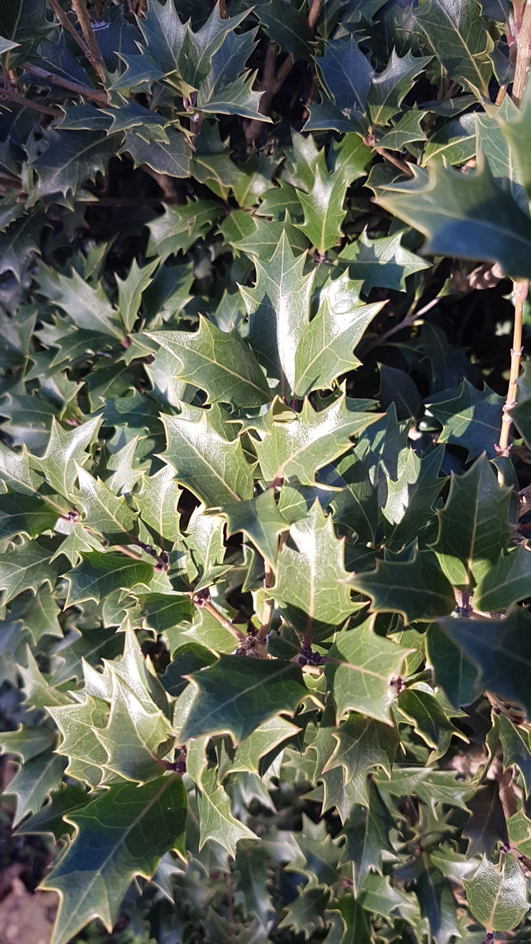 柊 Z.S.S. ZSS CZ4A ランエボ10 ランエボX ランサーエボリューション 純正