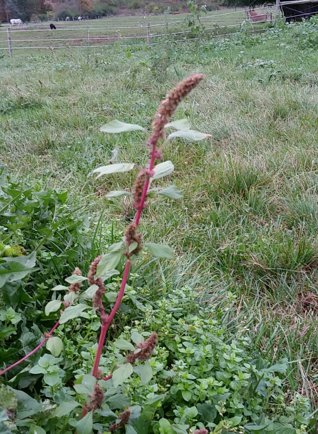 Ausgebreiteter Amarant (Amaranthus hybridus) PictureThis