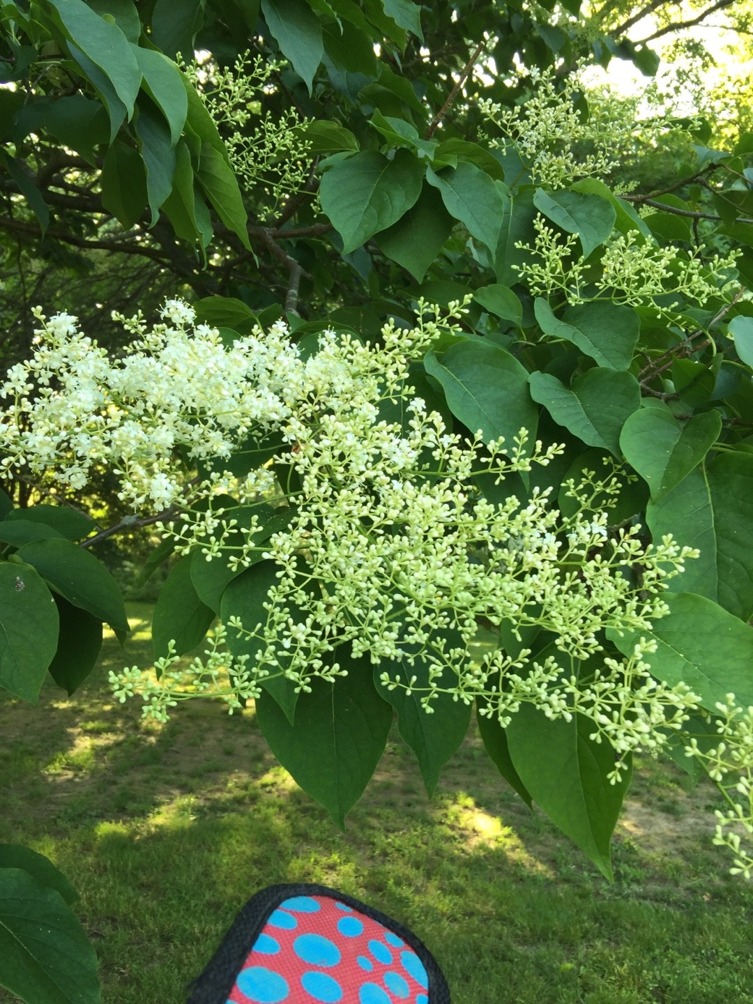 丁香花／ハシドイ ハシドイ（丁香花）の判定方法 (Syringa reticulata)