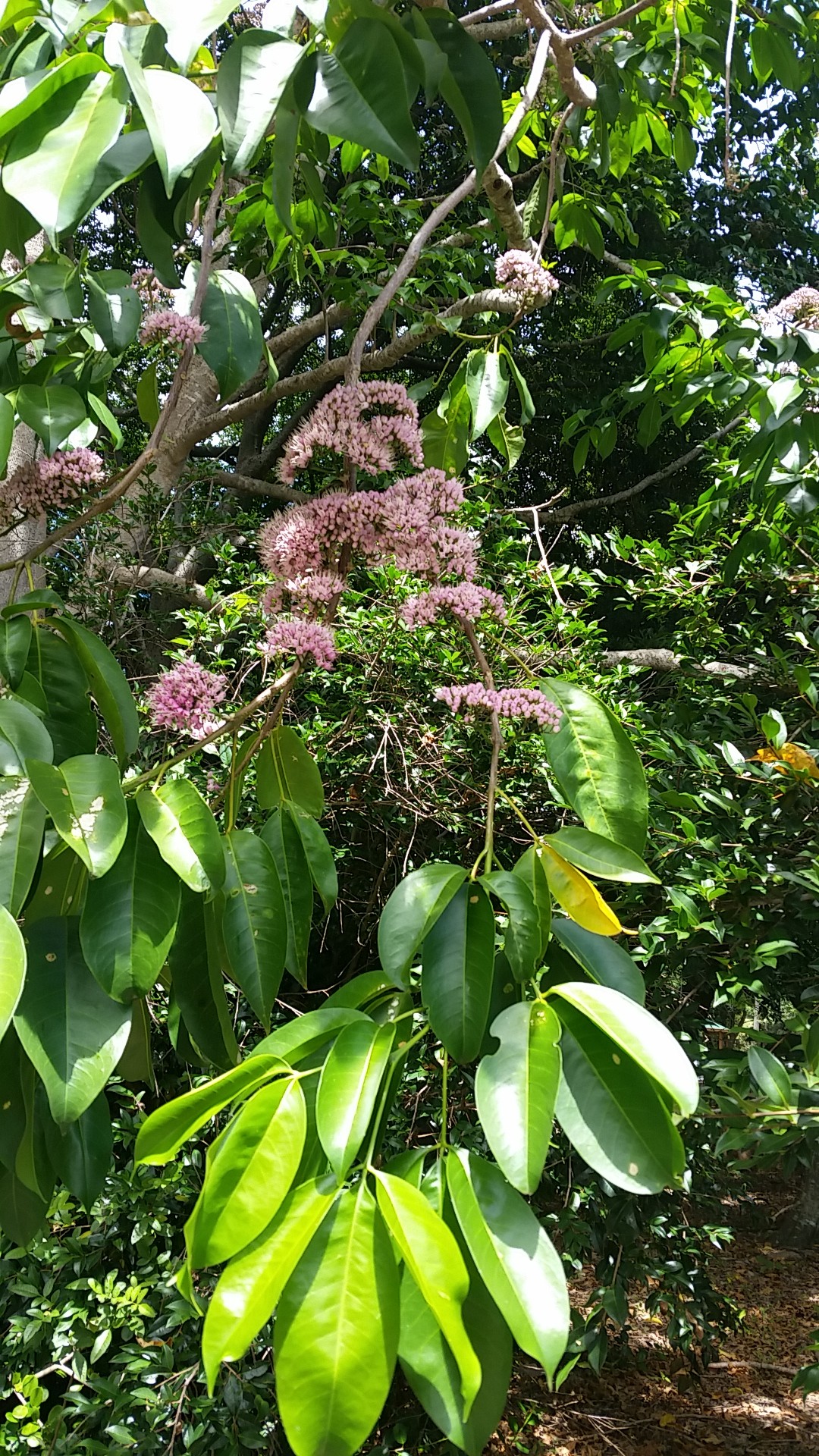 How to Grow and Care for Pink-flowered corkwood
