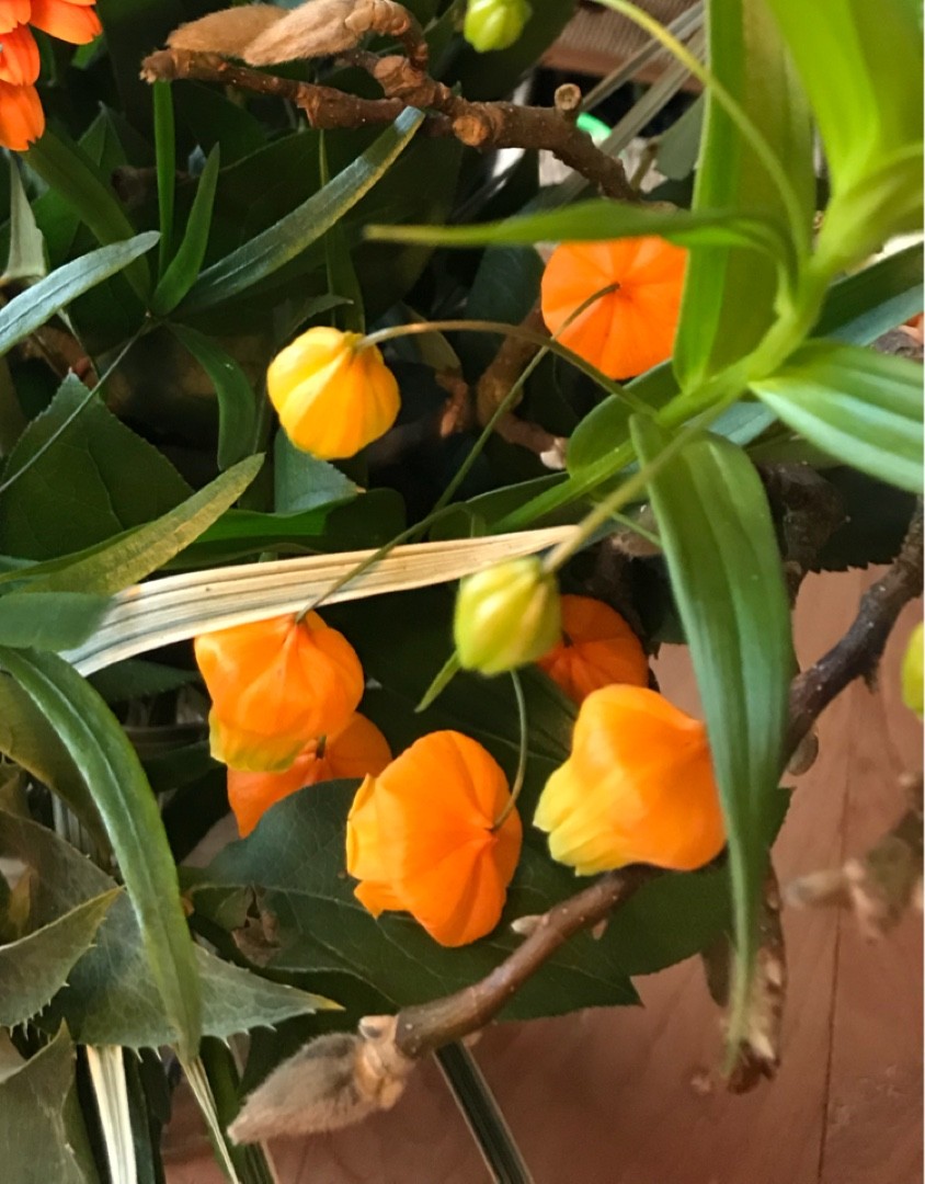 サンダーソニア サンダーソニア - Wikipedia