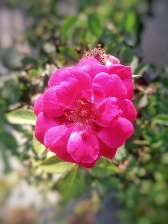 Rosal de Castilla (Rosa gallica) - PictureThis