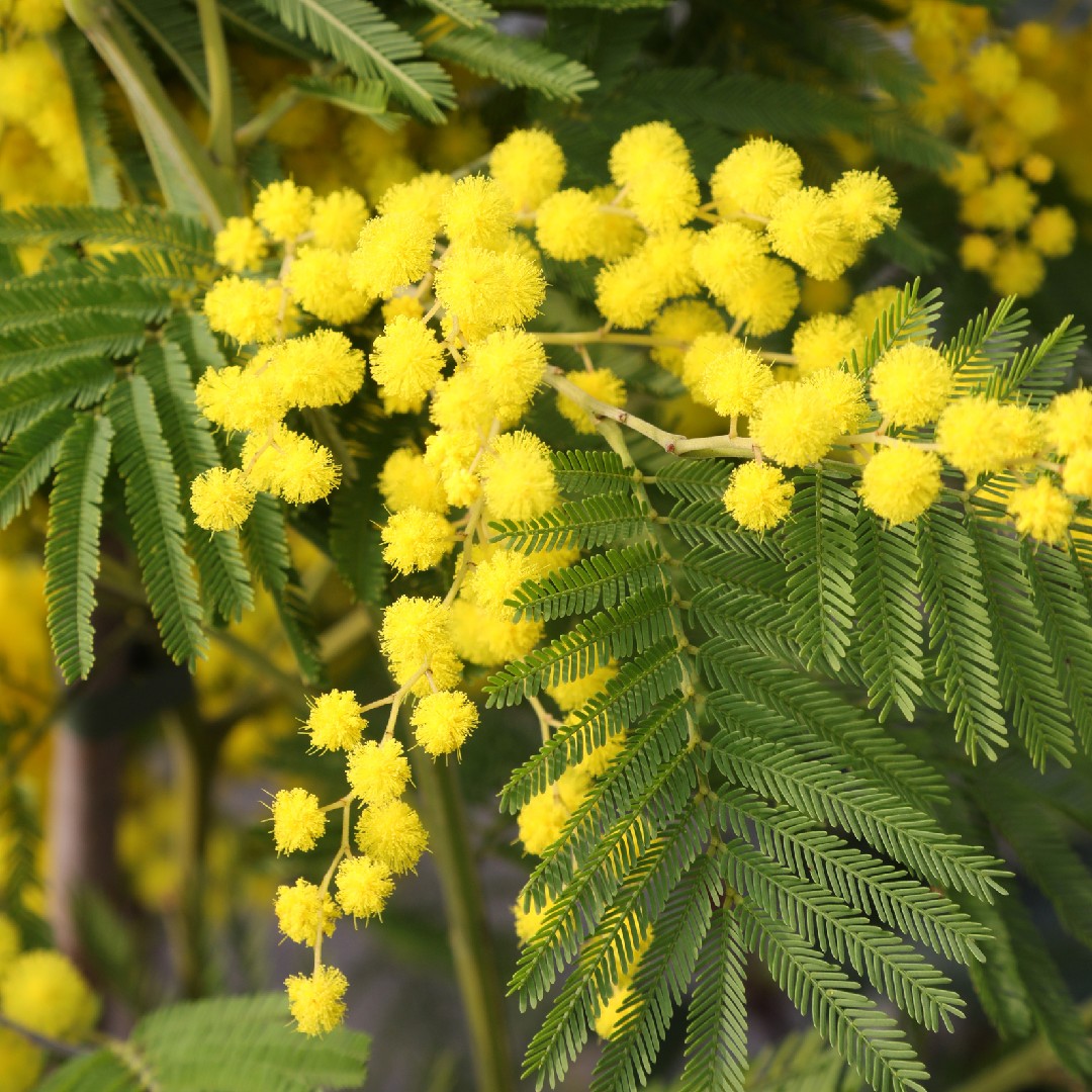 Mimosa (Acacia dealbata) - PictureThis