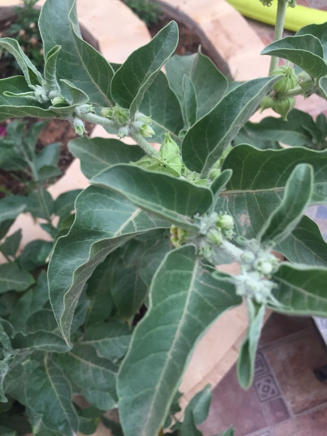 How to Grow and Care for Ashwagandha
