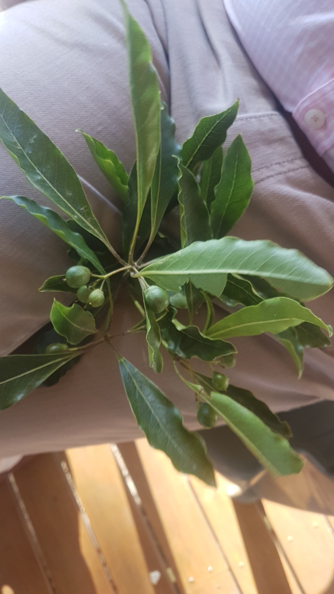 台灣海桐 (Pittosporum undulatum) 照顧,種植,繁殖,開花時間 - PictureThis