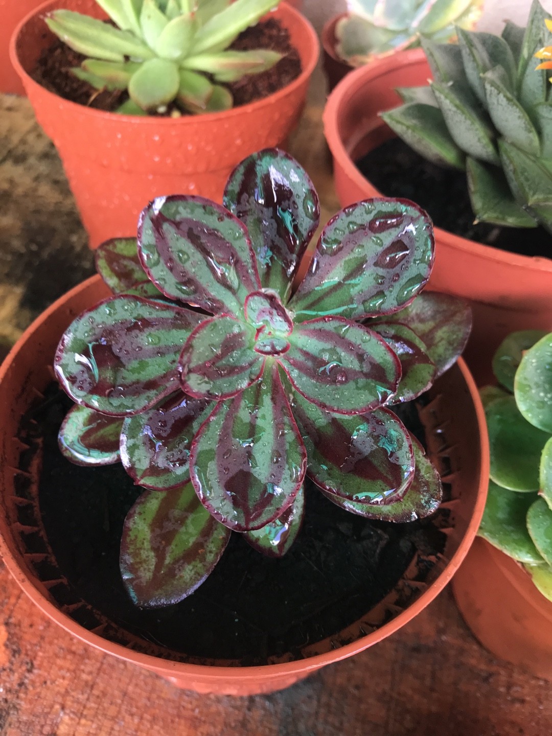 紅司の判定方法 (Echeveria nodulosa)