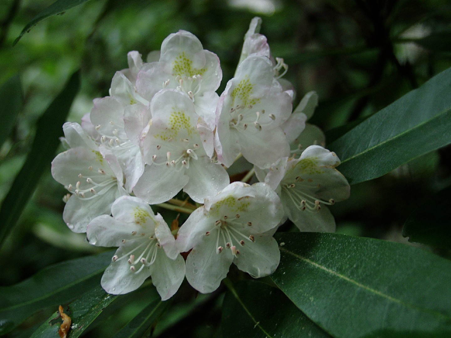Azalea grande (Rhododendron maximum) - PictureThis