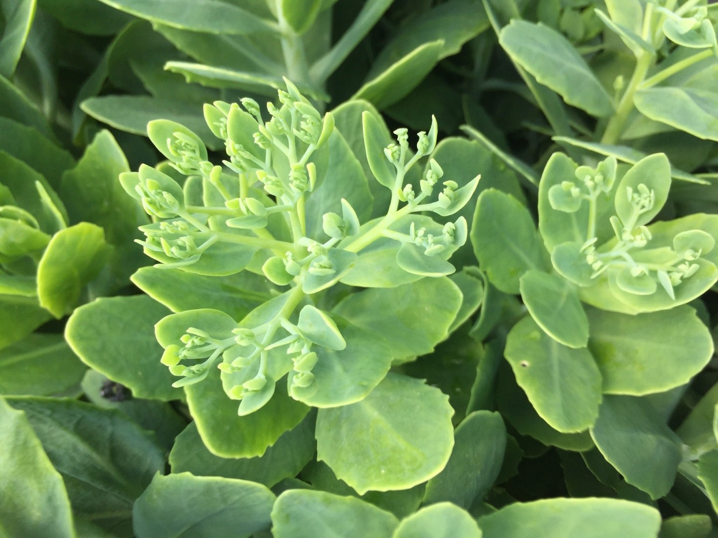 オオベンケイソウ（大弁慶草）の育て方・栽培方法