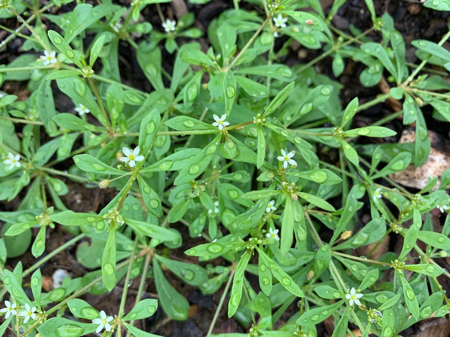 Green carpetweed (Mollugo verticillata) Flower, Leaf, Care, Uses
