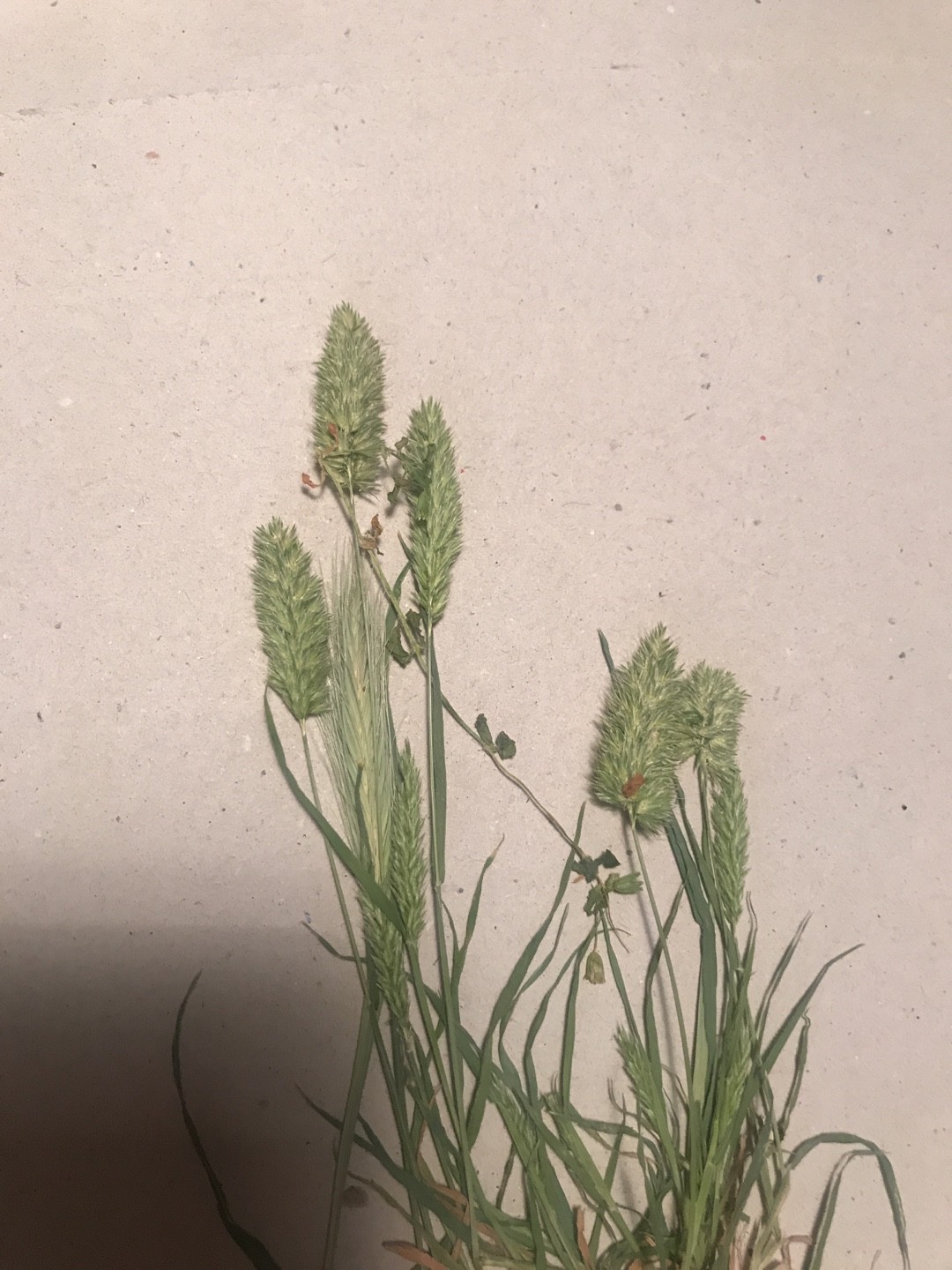 50 Semi Di Phalaris Brachystachys – Erba Ornamentale Rara + BONUS, Raccolto 2021
