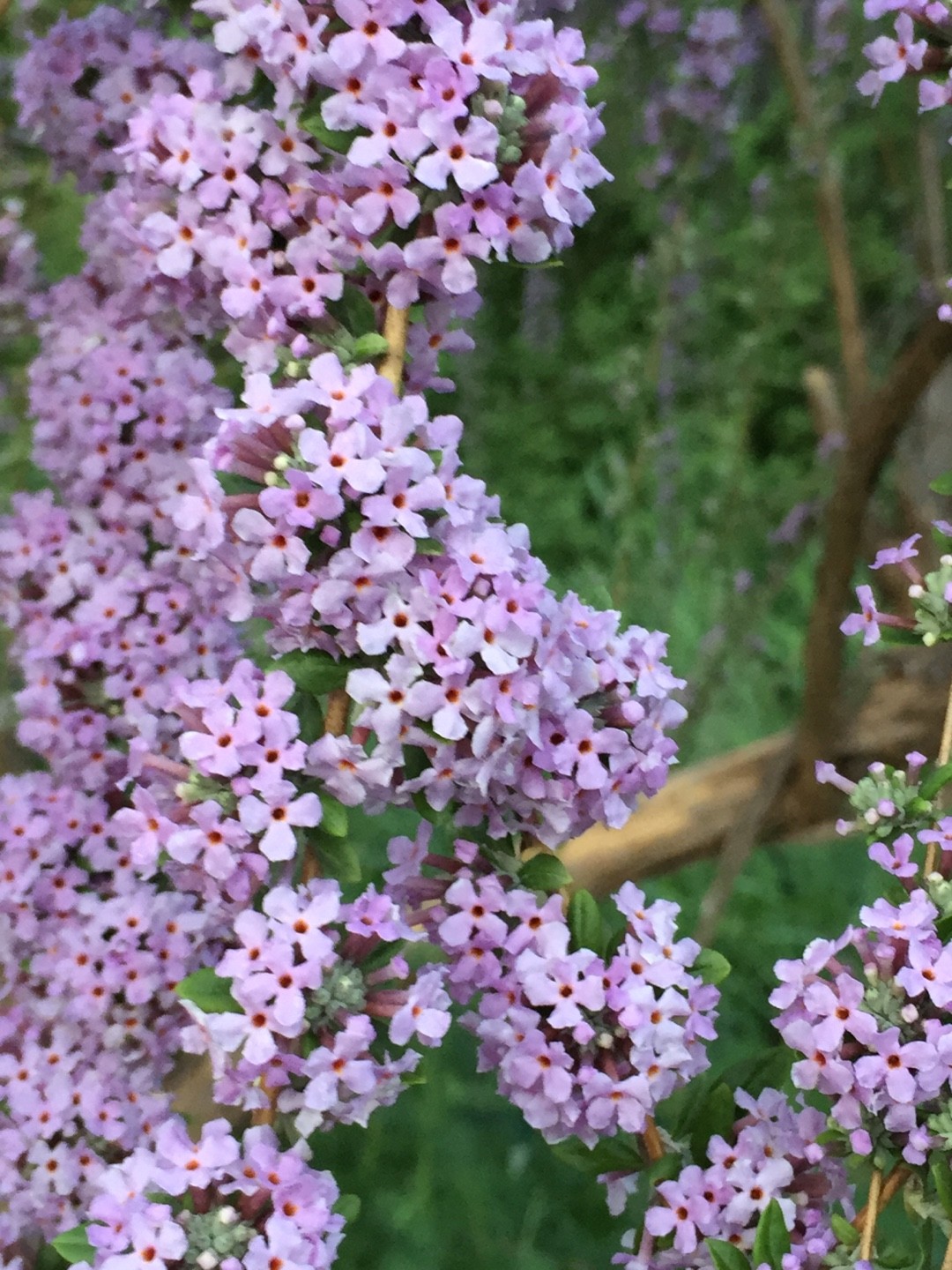 Buddleja alternifolia 어떻게 전파합니까? - PictureThis