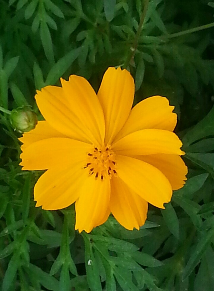 How to Grow and Care for Cosmos