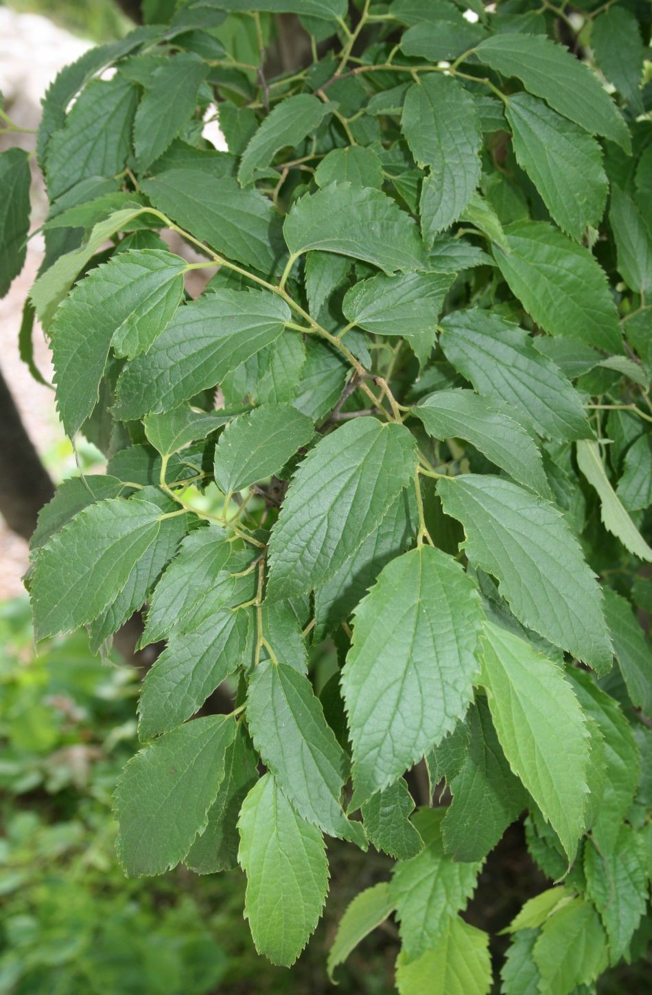 How To Plant And Grow European Nettle Tree Celtis Australis 