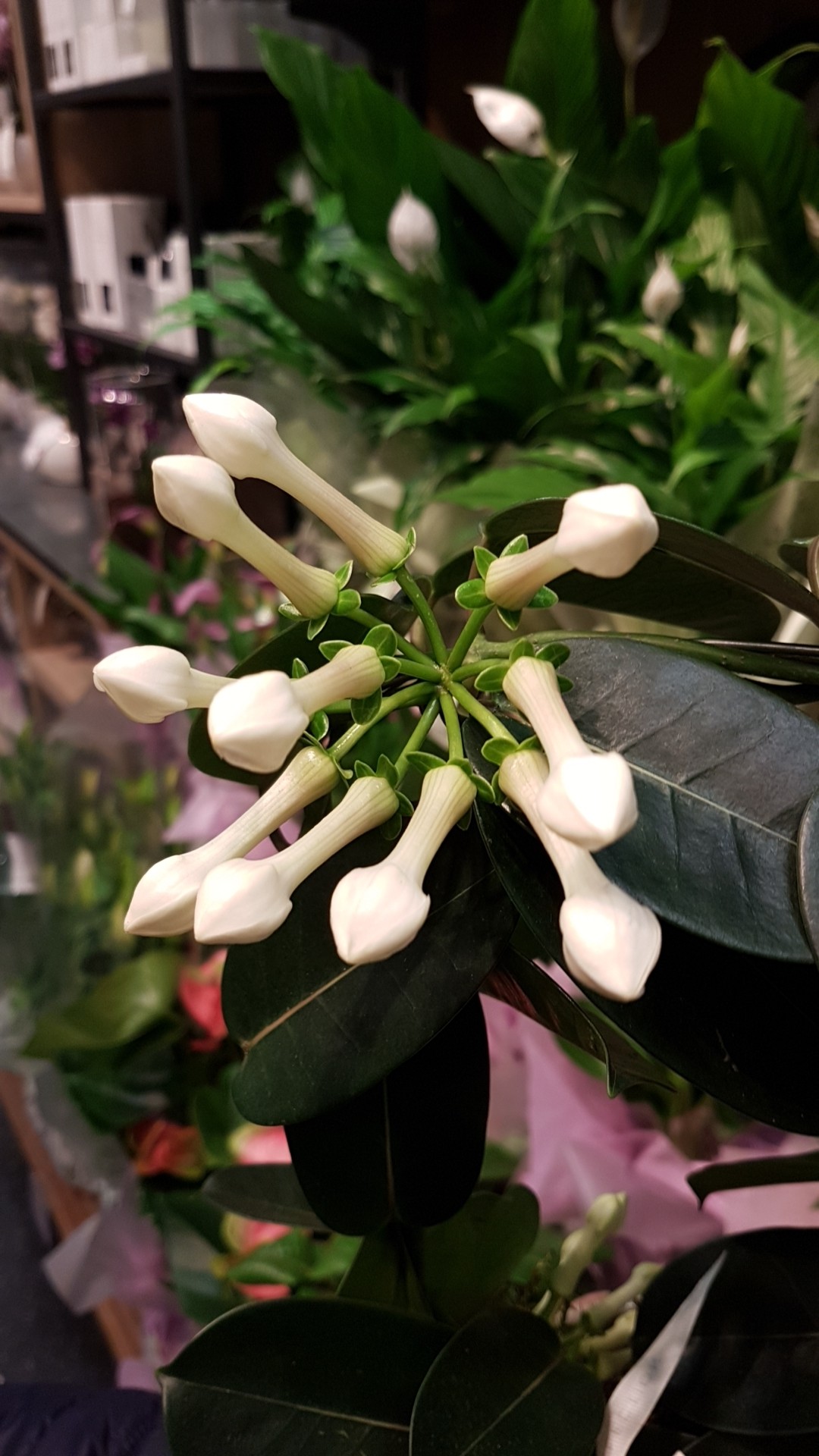 So identifizierst du Kranzschlinge (Stephanotis floribunda)