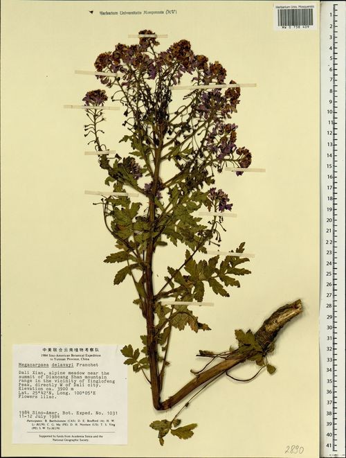 Крупноплодник (Megacarpaea)