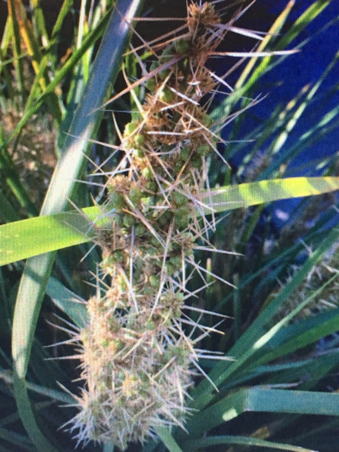 ロマンドラ・ロンギフォリアの判定方法 (Lomandra longifolia)