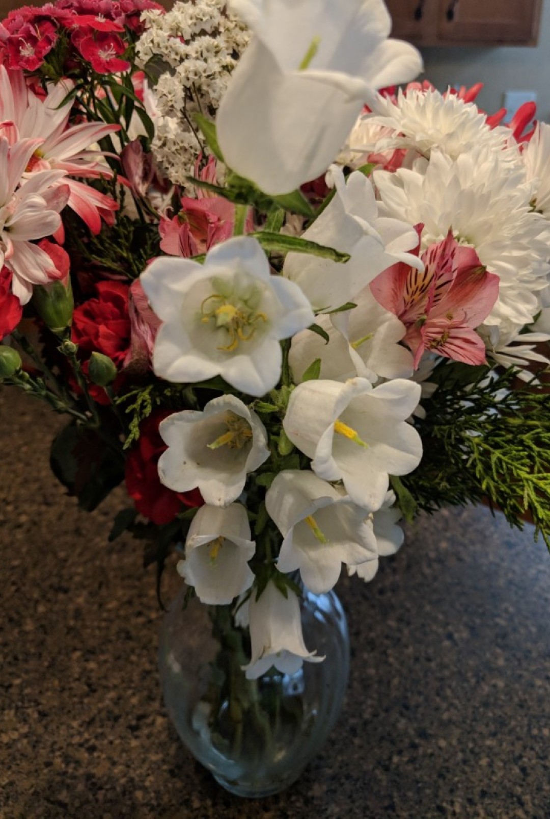 ツリガネソウの判定方法 (Campanula medium)