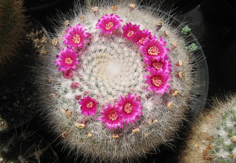 Wie man Mammillaria hahniana anbaut und pflegt